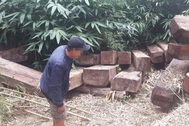 Vụ gỗ lậu sát đường biên: Truy quét gỗ lậu dọc biên giới