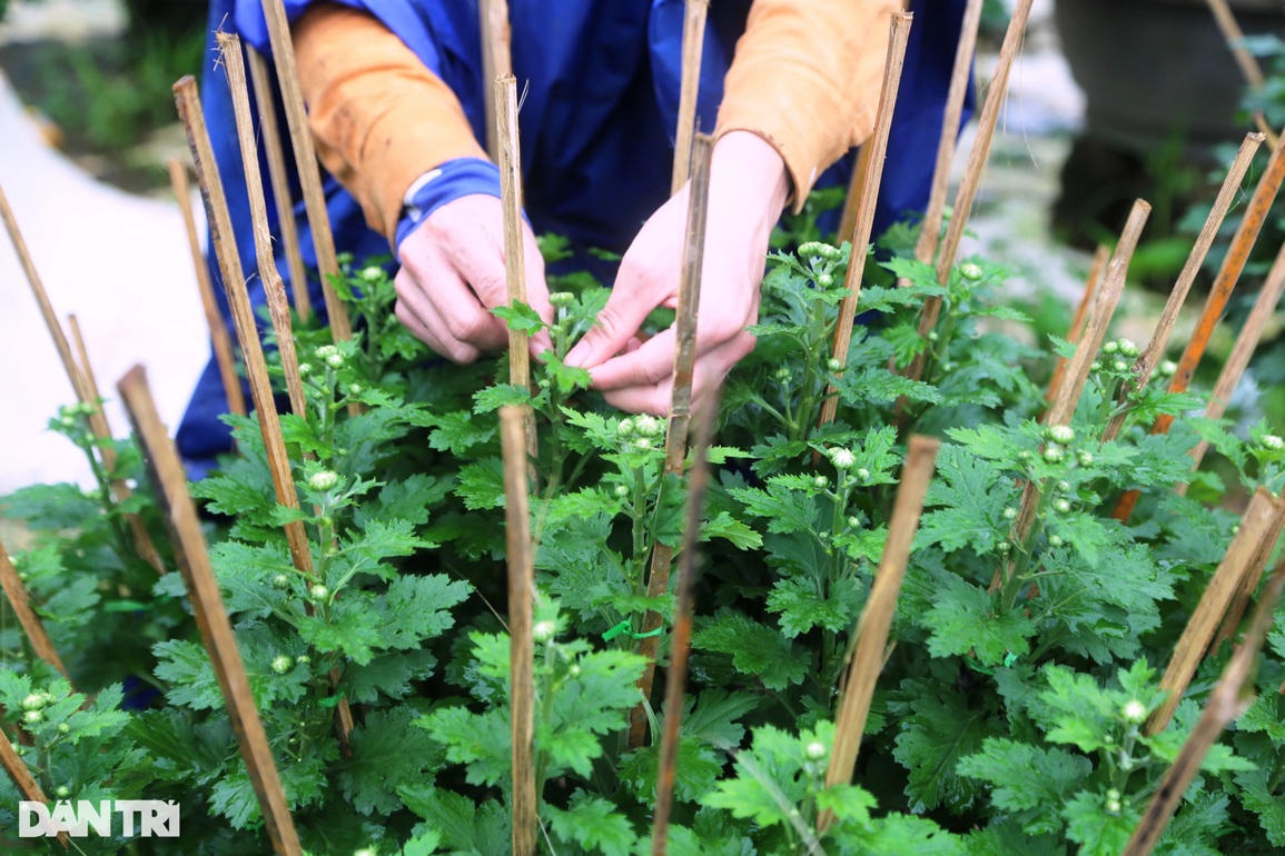 Gần Tết, người trồng hoa thấp thỏm về vụ thu hoạch lớn nhất trong năm - 3 Gần Tết, người trồng hoa thấp thỏm về vụ thu hoạch lớn nhất trong năm - 3