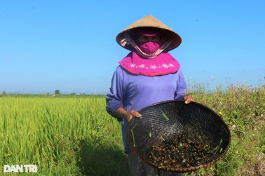 Người dân vùng khó kiếm bộn tiền nhờ thức ăn cho cá sấu và tôm hùm