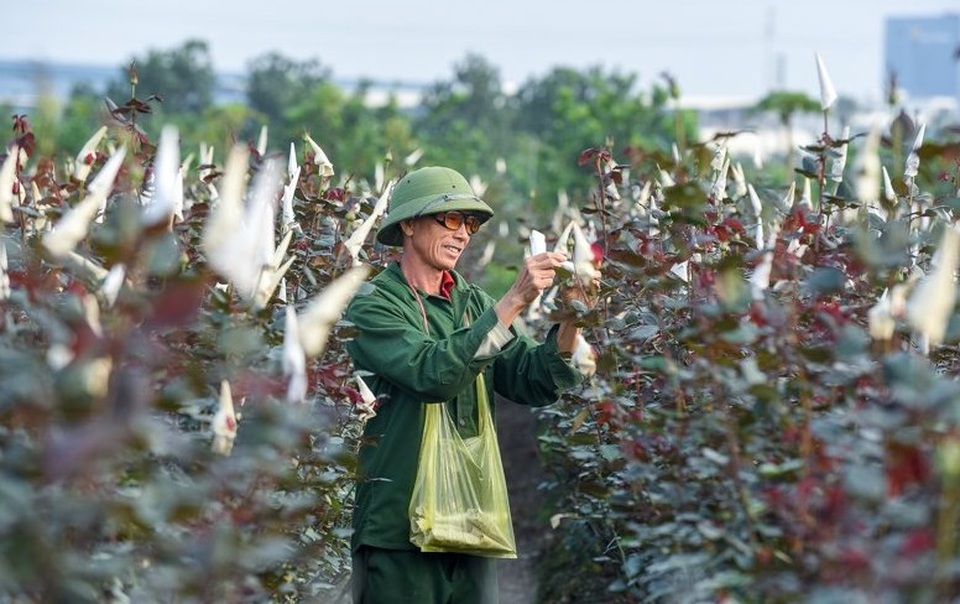 Người dân ăn ngủ cùng hoa ngày cận Tết - 3 Người dân ăn ngủ cùng hoa ngày cận Tết - 3
