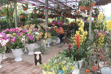 Nhộn nhịp sắc hoa Xuân