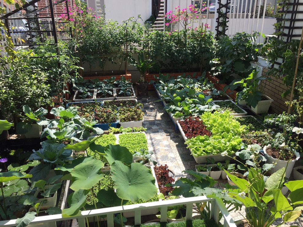 Những ông bố Việt đảm đang: Làm vườn trĩu cành, cá tung tăng trong sân - 9