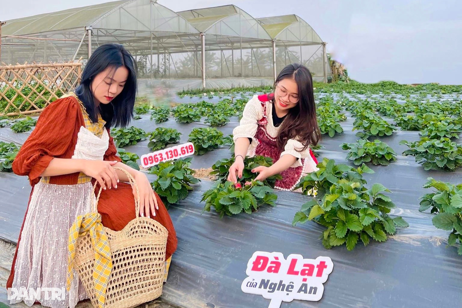 Trồng cây quý tộc ở bãi bồi, bán một quả bé xíu bằng giá 2-3 bắp cải - 7 Trồng cây quý tộc ở bãi bồi, bán một quả bé xíu bằng giá 2-3 bắp cải - 7