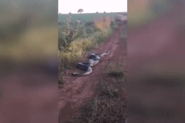 Trăn mang thai dài 7m tấn công tài xế lái xe