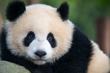 Gấu trúc khổng lồ có thể phân biệt nhau qua tiếng kêu