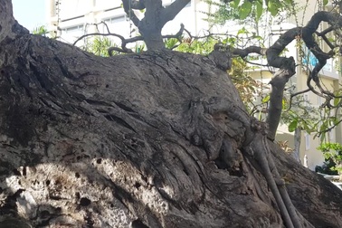 Cây lộc vừng hơn 100 tuổi ở Nha Trang, chủ “hét giá” gần nửa tỷ đồng