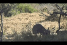 Bị đàn gần chục sư tử bao vây, trâu rừng bình tĩnh trả đòn và cái kết