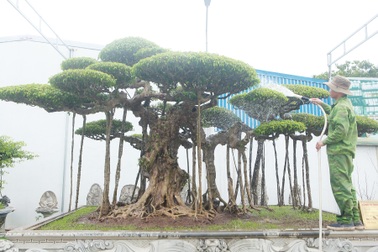 Mục sở thị bộ ba sanh cổ giá hơn 1 triệu USD của nghệ nhân Nam Định