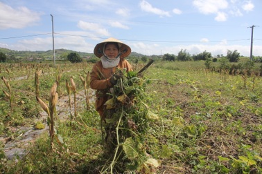 Dịch bệnh hoành hành dịp cận tết, dân khóc ròng vì hơn 100ha bí đỏ “mất mùa nặng”