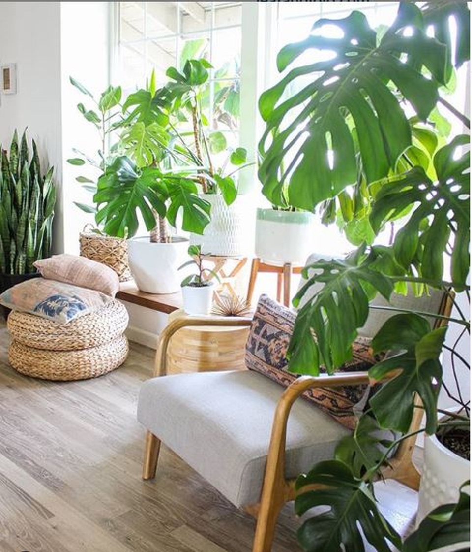 Lạ mắt với ngôi nhà trồng hơn 100 loại cây xanh, ai nhìn cũng mê mẩn - 6 Lạ mắt với ngôi nhà trồng hơn 100 loại cây xanh, ai nhìn cũng mê mẩn - 6