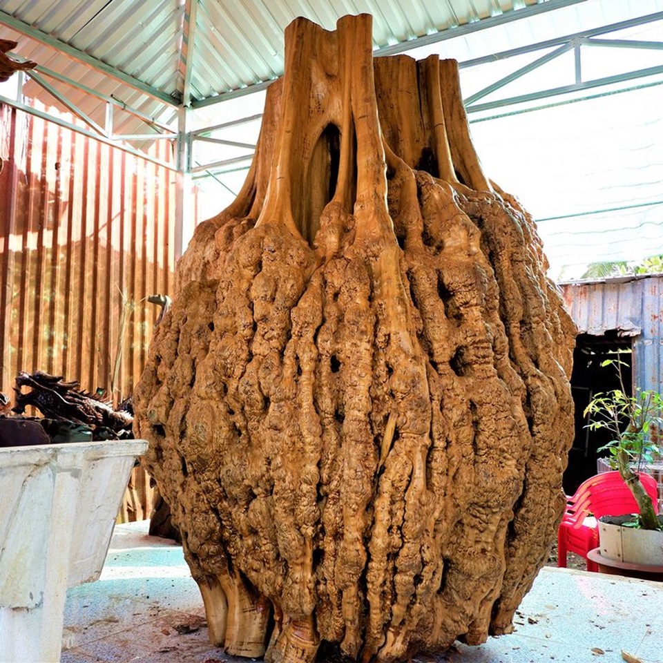 Gốc bằng lăng cổ thụ nổi vân, u nần tự nhiên đẹp như được chạm trổ - 1 Gốc bằng lăng cổ thụ nổi vân, u nần tự nhiên đẹp như được chạm trổ - 1