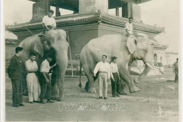 Chuyện hai chú voi Bác Hồ tặng Vườn bách thú Leningrad