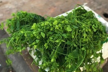 Rau rừng Tây Bắc đắt khách Thủ đô, ngày lấy 2 tạ vẫn không đủ bán