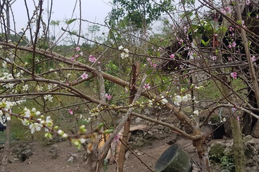 Độc đáo "đào ghép mận" cho ra hoa rất đẹp ở miền Tây xứ Nghệ