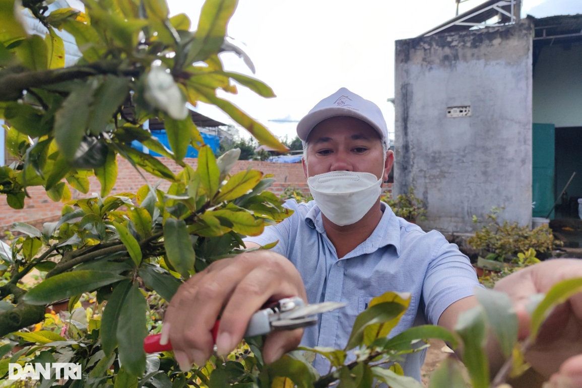 Làng mai Bình Định trên cao nguyên nín thở chờ Tết - 5 Làng mai Bình Định trên cao nguyên nín thở chờ Tết - 5