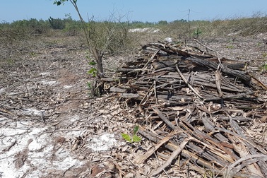 Xử lý dứt điểm việc phá rừng phòng hộ để nuôi tôm trên cát