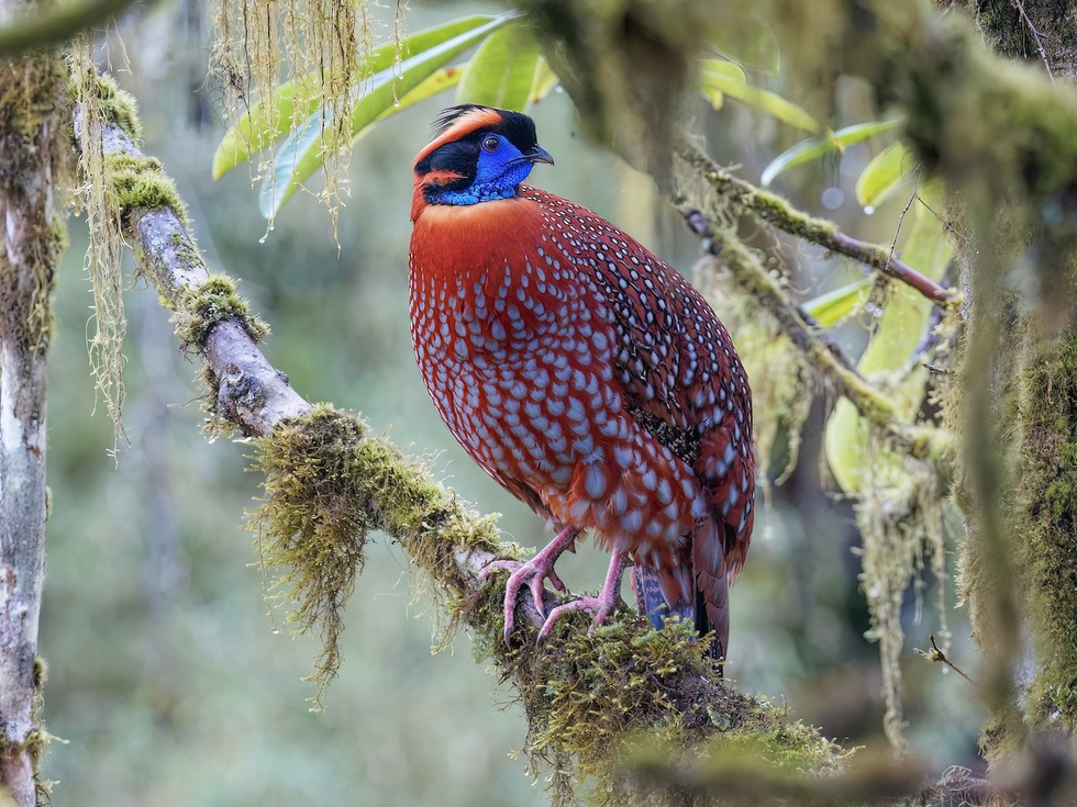 Loài gà lôi có bộ lông đẹp rực rỡ, đối mặt nguy cơ tuyệt chủng tại Việt Nam - 6