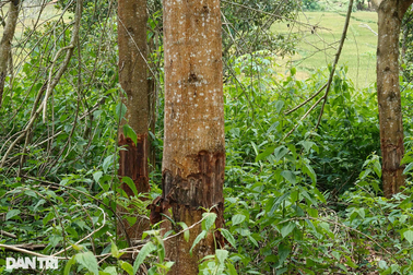 Nhiều ha rừng bị "đầu độc", cán bộ biết nhưng không báo cáo