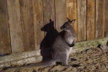 Vụ chuột túi bị bỏ ở Cao Bằng: Đại sứ quán Australia hỗ trợ 80 triệu đồng