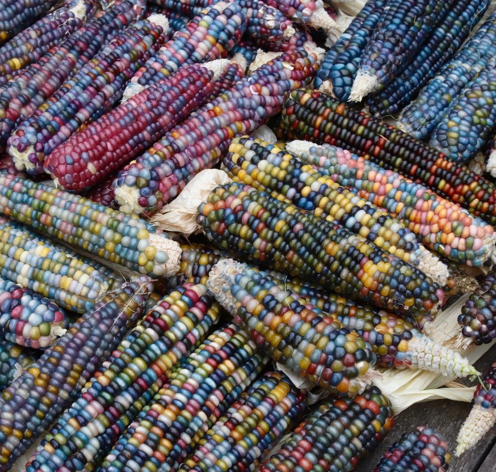 Vợ chồng đưa con ra ngoại thành làm vườn 500m2 quy hoạch ấn tượng - 7