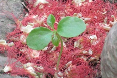 Lộc vừng rực đỏ ngày cuối xuân