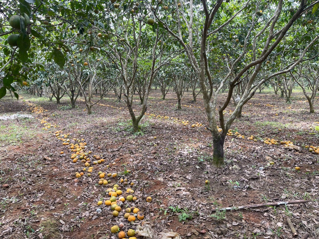 Giá “lao dốc”, nông dân lo lắng vì quýt đặc sản rụng đầy vườn