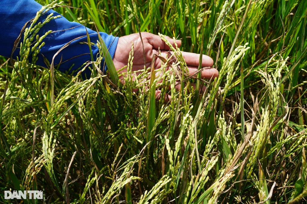 Dân miền Tây lãi thêm 16.000 tỷ đồng với cách trồng lúa hạ nhiệt trái đất - 2