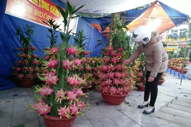 Thanh long kiểng "hàng độc” chơi Tết Đinh Dậu