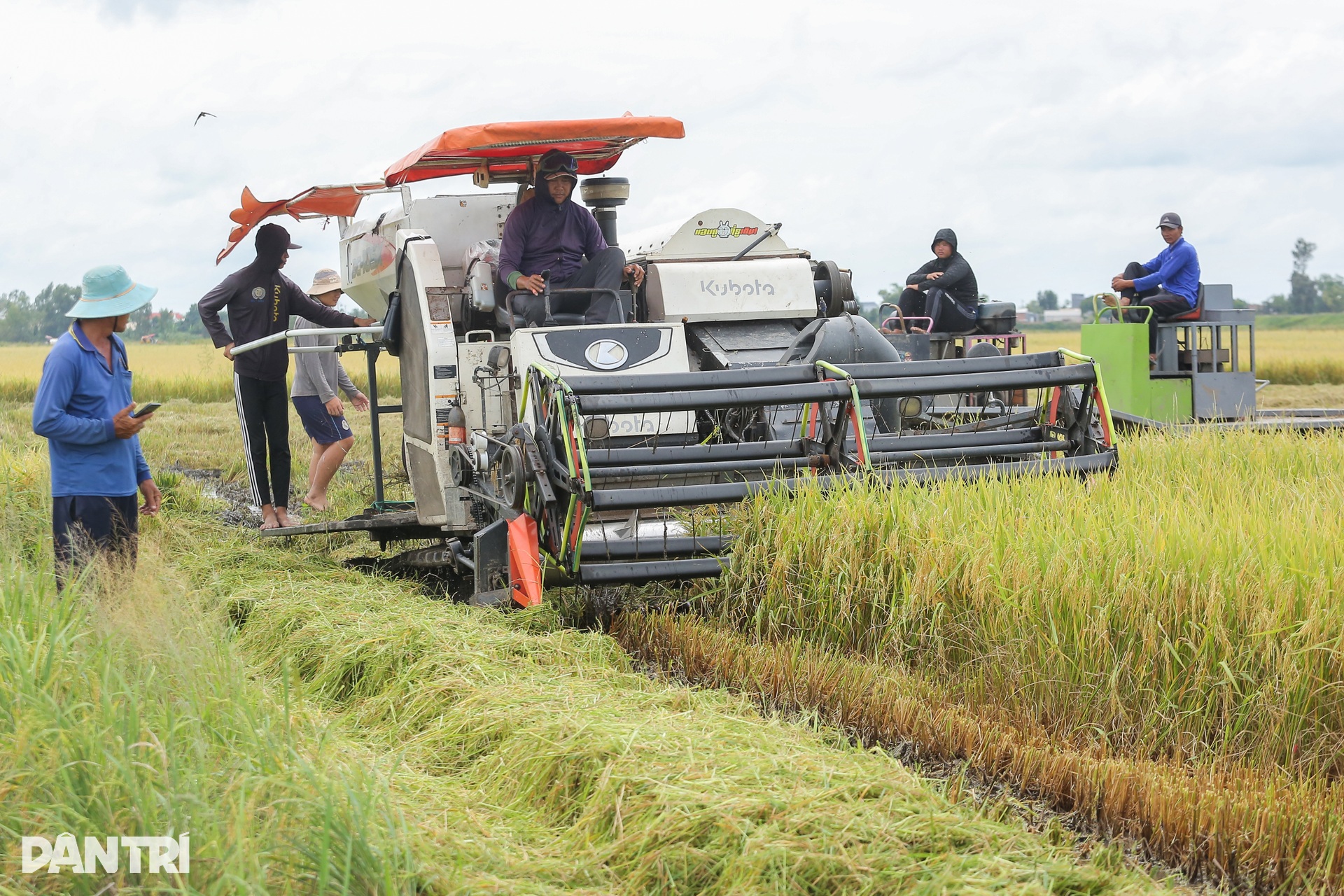 Người dân Tây Ninh “chạy đua” gặt lúa giữa mùa nước lũ - 2 Người dân Tây Ninh “chạy đua” gặt lúa giữa mùa nước lũ - 2