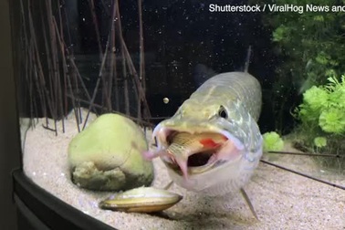 Sửng sốt cảnh cá chó nuốt gọn cá chày