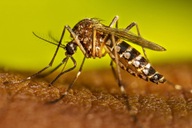 Hiểu về Chikungunya và loài muỗi truyền bệnh