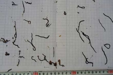 Dân hoang mang vì “sinh vật lạ”