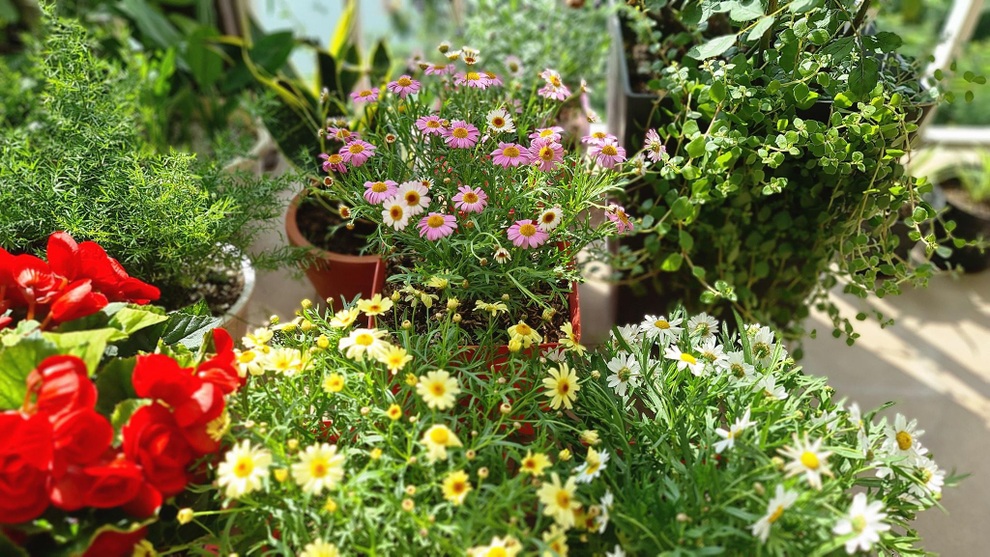 Vườn cổ tích hơn 20 loại hoa rực rỡ của nữ diễn viên tài năng ở Hà Nội - 8 Vườn cổ tích hơn 20 loại hoa rực rỡ của nữ diễn viên tài năng ở Hà Nội - 8