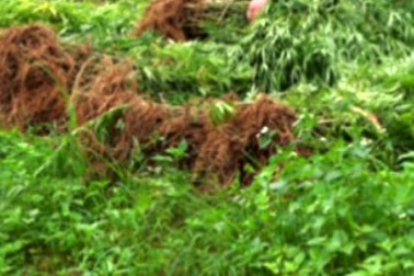 Trồng cần sa ngay trên đất ruộng bị "sờ gáy"