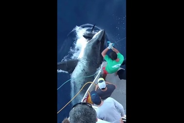 Cá mập bất ngờ xuất hiện, cướp thành quả của các ngư dân