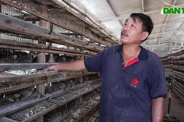 Nuôi loài chim siêu đẻ, anh nông dân Quảng Nam thu 200 triệu đồng/năm