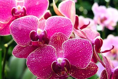 Mỗi con đường góp một chút hương xuân