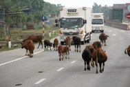 Hà Tĩnh báo cáo gấp Ủy ban ATGT Quốc gia về tình trạng trâu bò thả rông