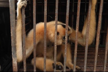 Bắt được vượn má vàng phá rẫy, nông dân giao nộp công an