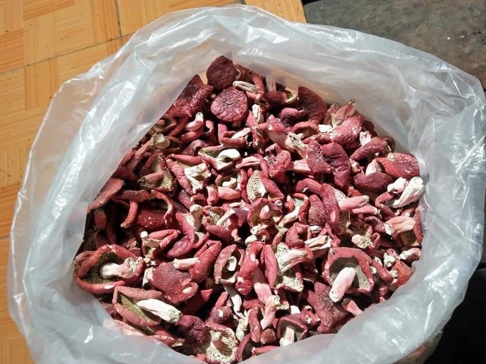 Thương lái khắp nơi đổ về, mắc màn giữa rừng mua bằng được vàng đỏ - 4 Thương lái khắp nơi đổ về, mắc màn giữa rừng mua bằng được vàng đỏ - 4