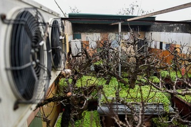 Mắc điều hòa giữ nhiệt cho đào thất thốn