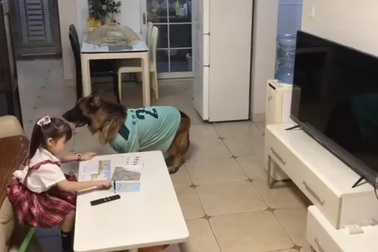 Chú chó thông minh biết cảnh báo bé gái khi bố sắp về nhà