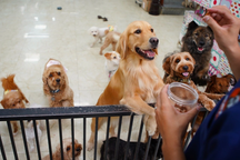 Từ vụ bị đuổi vì nuôi 19 chú chó đến "đại chiến" nuôi chó mèo ở chung cư