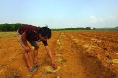 Thanh Hóa: Dân “sống dở chết dở” vì doanh nghiệp “ép” chuyển đổi cây trồng?