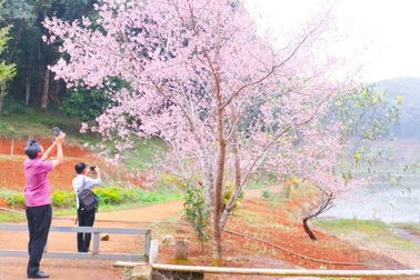 Du khách đổ xô về Măng Đen ngắm hoa mai anh đào đẹp hiếm có