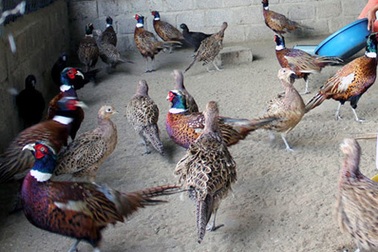 Nông dân đón tết trăm triệu với đặc sản tiến vua