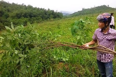 Vườn cao su hàng nghìn cây tiếp tục bị chặt phá