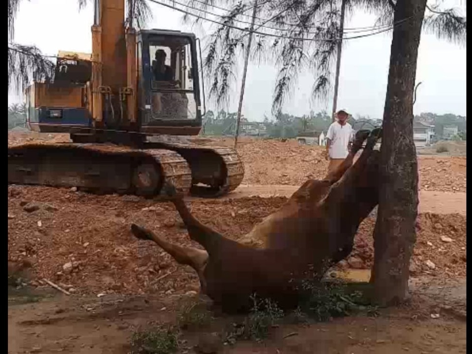 2 người lạ mặt xuất hiện ở bãi chăn bò, 30 phút sau 3 con bò lăn ra chết - 1 2 người lạ mặt xuất hiện ở bãi chăn bò, 30 phút sau 3 con bò lăn ra chết - 1