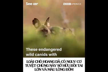 Chân dung kẻ săn mồi có cú cắn mạnh nhất trong các loài thú ăn thịt!