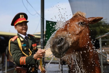 Dàn kỵ binh bước vào cao điểm huấn luyện chuẩn bị cho đại lễ 30/4 ở TPHCM